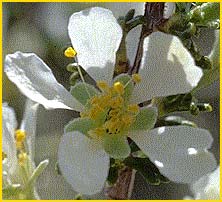    .  ( Purshia tridentata var. glandulosa )