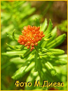   ( Rhodiola longifolia )