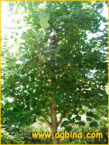  .  ( Acer opalus ssp. granatense )