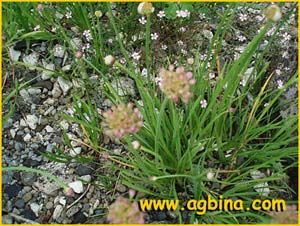   ( Allium lusitanicum )