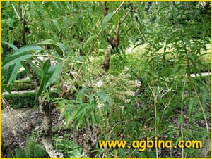   ( Aloysia citriodora / triphylla / Lippia citriodora )