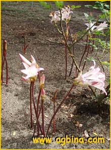    (  Amaryllis belladonna )