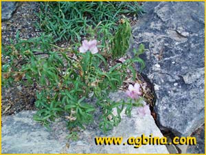    ( Antirrhinum graniticum ) 