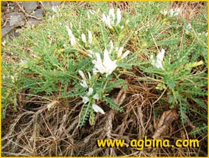  ( Astragalus massiliensis )