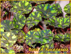    ( Begonia boweri )