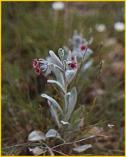   ( Cynoglossum cherifolium )