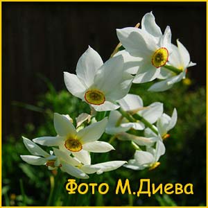   ( Narcissus angustifolius )