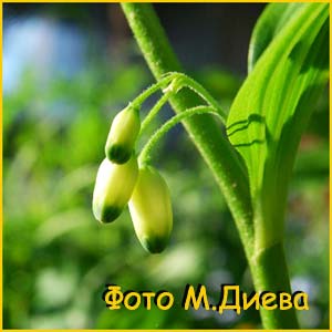   ( olygonatum latifolium / hirtum / thunbergii / Convallaria latifolia )