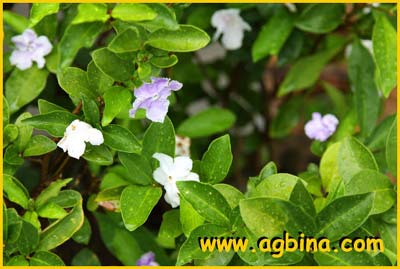   ( Brunfelsia calycina )