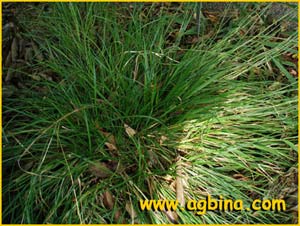   ( Carex divulsa / muricata )