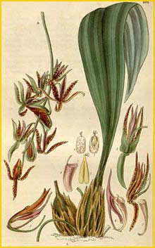   ( Cymbidium dependens / Cirrhaea dependens ) Curtis's Botanical Magazine, 1829