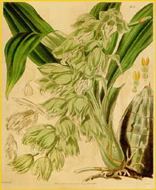   ( Cycnoches viride / Clowesia russelliana ) Curtis's Botanical Magazine, 1840