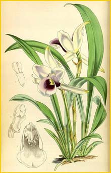   ( Zygopetalum / Cochleanthes discolor ) Curtis's Botanical Magazine, 1855