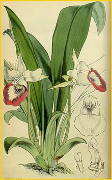   ( Zygopetalum marginatum / Cochleanthes marginata ) Curtis's Botanical Magazine, 1854