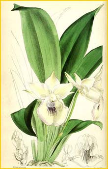   ( Zygopetalum marginatum / Cochleanthes marginata ) Curtis's Botanical Magazine, 1866