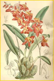   ( Cochlioda noezliana ) Curtis's Botanical Magazine, 1896