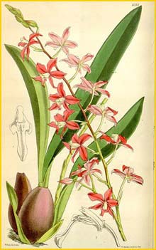   ( Cochlioda rosea ) Curtis's Botanical Magazine, 1874