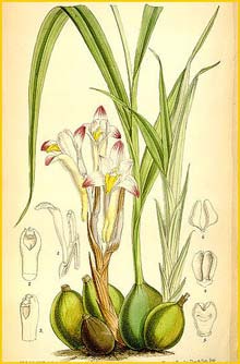   ( Coelia bella / Bothriochilus bellus ) Curtis's Botanical Magazine