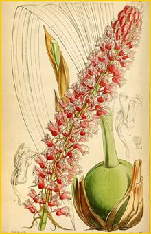   ( Coelia macrostachya ) Curtis's Botanical Magazine, 1853