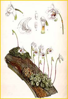   ( Eria extinctoria / Conchidium extinctorium ) Curtis's Botanical Magazine, 1871