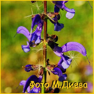 Шалфей луговой ( Salvia pratensis )