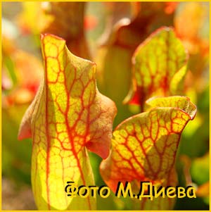   (Sarracenia purpurea)