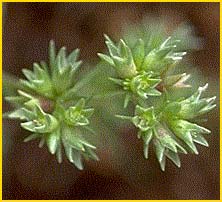   ( Scleranthus annuus ssp. annuus)