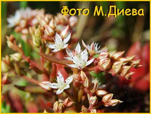   ( Sedum hispanicum )