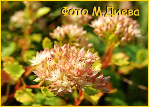   (Sedum populifolium)