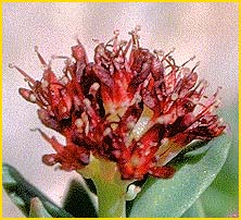     ( Sedum roseum ssp. integrifolium )