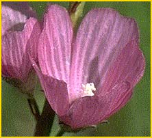   .  ( Sidalcea malviflora ssp. sparsifoli )