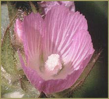   ( Sidalcea stipularis )