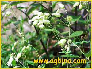   .  ( Silene inflata ssp. vulgaris )
