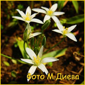    ( rnithogalum montanum var. platyphyllum )