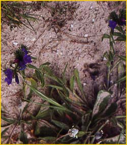   /  ( Echium lycopsis / plantagineum )
