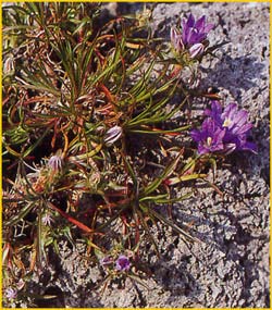  /   ( Wahlenbergia dalmatica / Edraianthus dalmaticus )