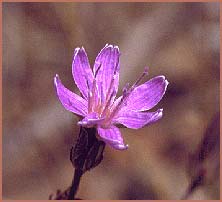   ( Stephanomeria lactucina )