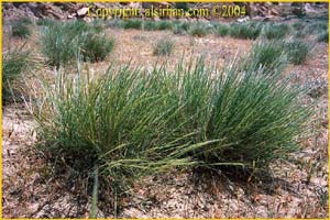   ( Stipagrostis plumosa / Aristida plumosa / Arthratherum plumosum )