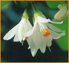   .  ( Styrax officinalis var. redivivus )