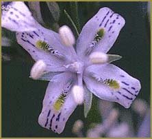   ( Swertia albicaulis )