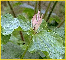   ( Trillium angustipetalum )