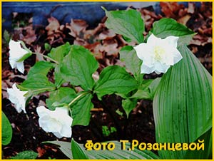    ( Trillium grandiflorum Flora Plena )