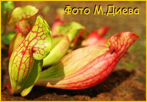    (Sarracenia purpurea f. )