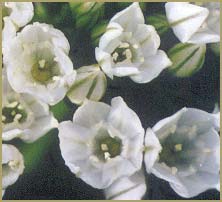  /   ( Triteleia hyacinthina )