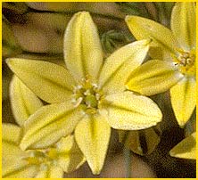    .  ( Triteleia ixioides ssp. scabra )