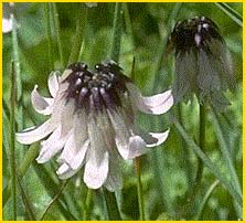   ( Trifolium bolanderi )