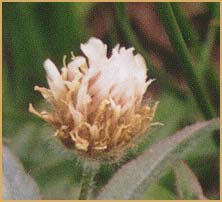   /  ( Trifolium longipes )