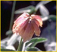   .  ( Trifolium macilentum var. dedeckerae )
