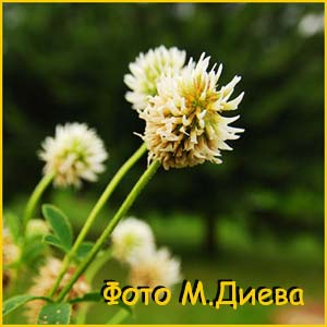   ( Trifolium montanum )