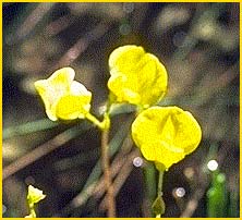   ( Utricularia intermedia )